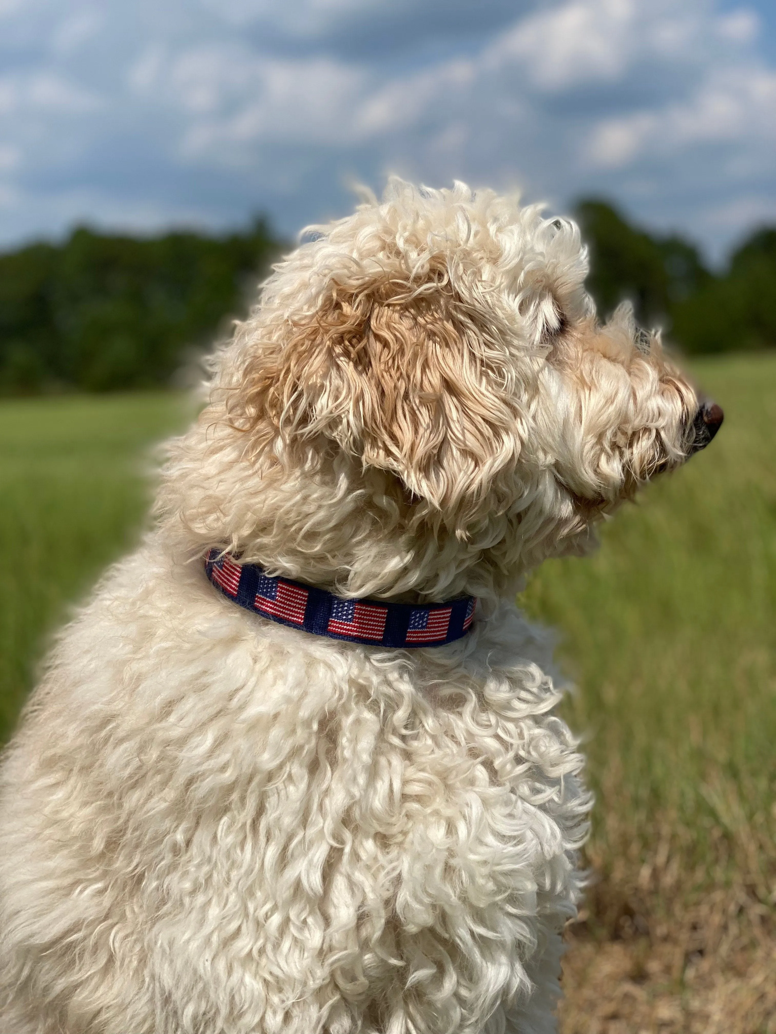 Needlepoint Dog Collar American Flag Design / Baldwin Belts